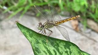 Ditch Jewel Dragonfly - Brachythemis Contta Odonates