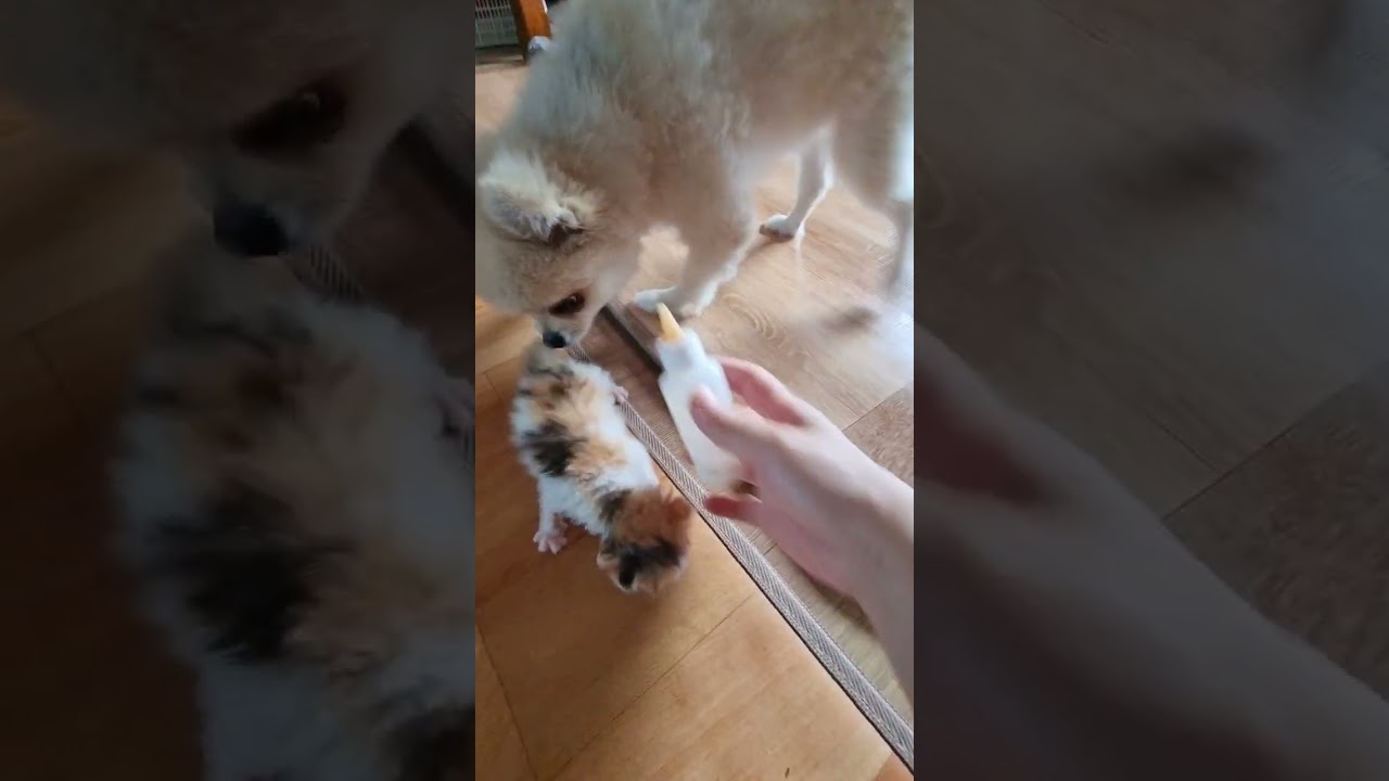 낮에 종일 굶음