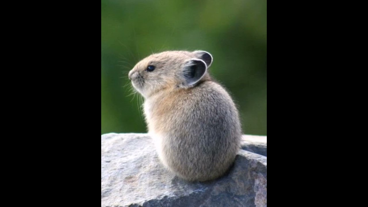 Или Пика. Интересные факты.