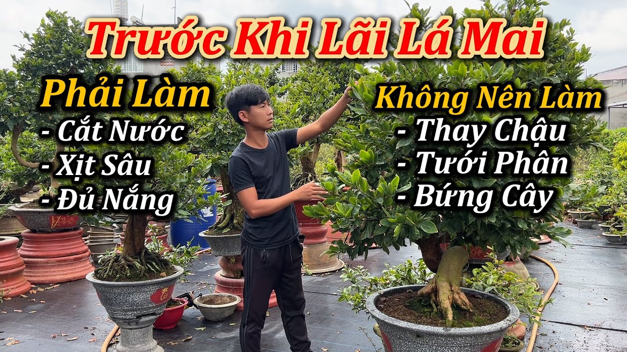 Trước Khi Lãi Lá Mai Phải Làm Gì, Không Nên Làm Gì - Mai Vàng Duy Hiếu