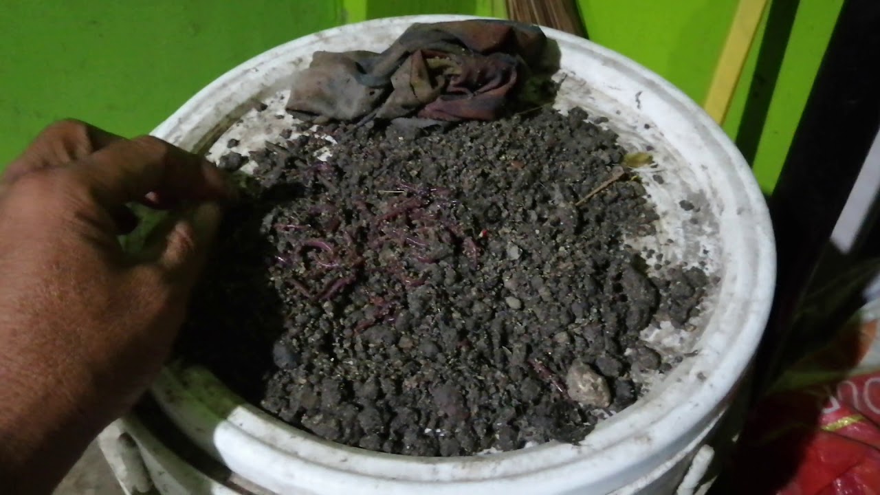 Feeding earthworms to tilapia YouTube