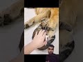 Respect 🖤🥀🥺 Dog and Cat #fyp #foryou #trendingshorts #viral #viralvideo #ytshorts #youtube #100kvews