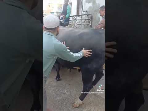 في وشي عاملين حبايب