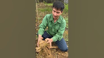 Tác dụng củ "nghệ độc" #caythuoc   #baithuocdangian #làmvườn