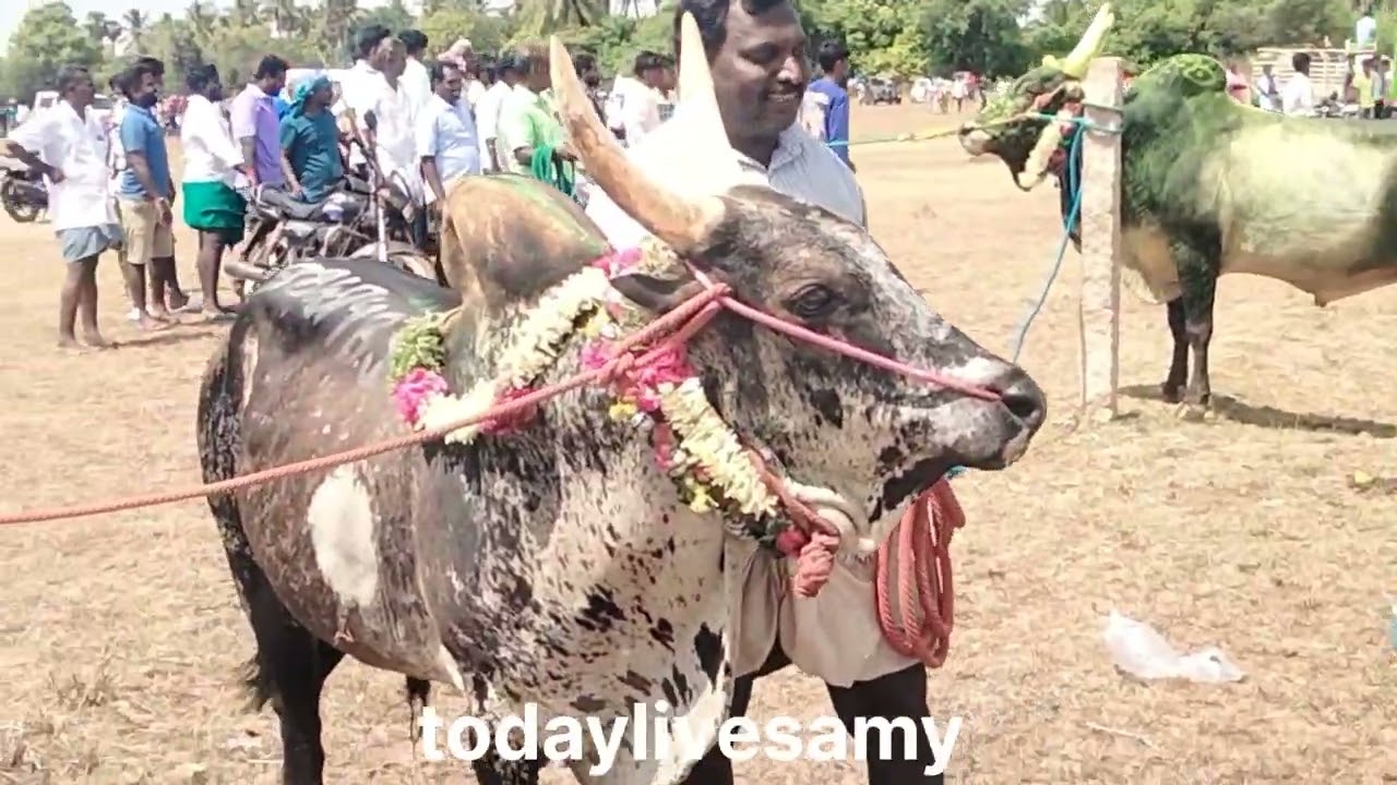 அடுகப்பட்டி மஞ்சுவிரட்டு 2025