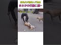野良犬が寝転んだ理由