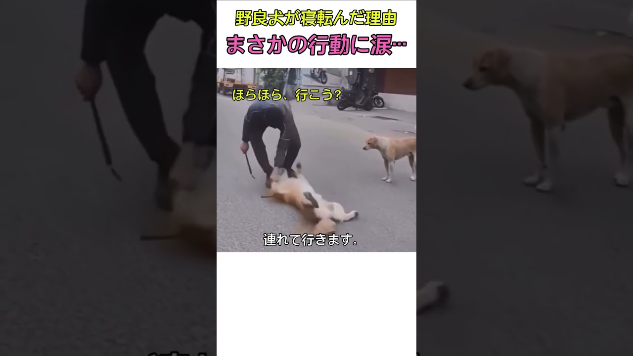 野良犬が寝転んだ理由
