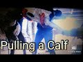 Pulling a Calf!