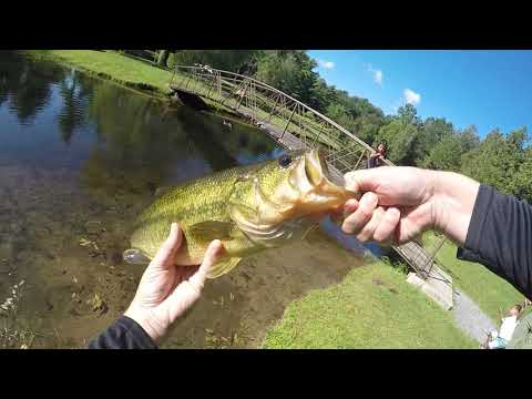 Big Bass At The Local Pond