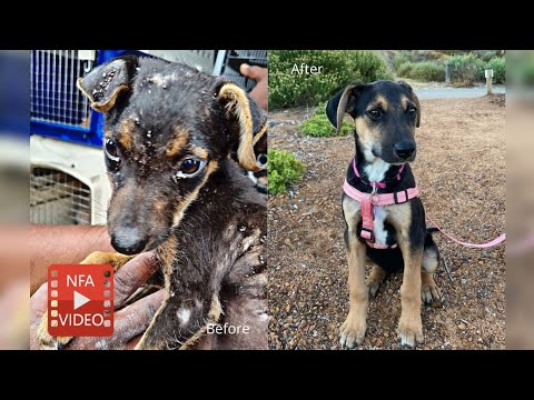 WATCH: Eva's happily-ever-after! From a terrifying township to a fabulous fur-ever home