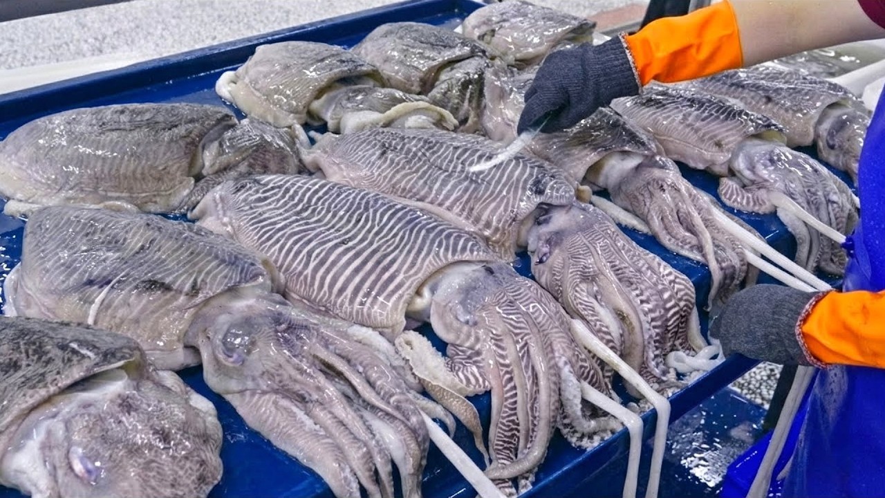 10000 KG a day！Cuttlefish Ball Mass Production Process/日產10000公斤！台灣花枝丸大量生產工廠, 花枝切割_ 宏裕行-Food Factory