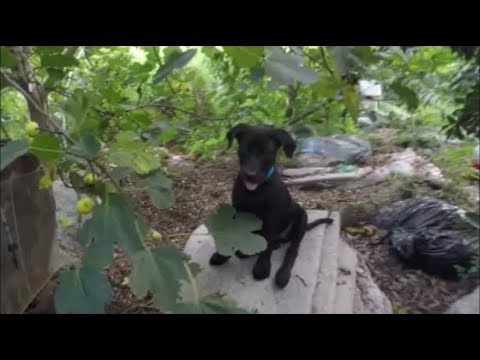 garden tours near me July 2019 Tour