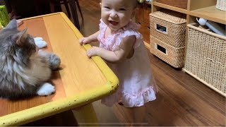 求愛ダンスを受ける猫 ノルウェージャンフォレストキャットCat receiving courtship dance