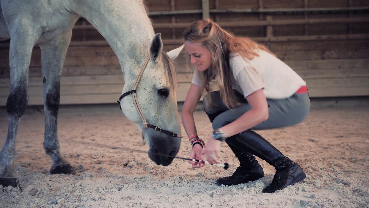 HORSEMANSHIP : Améliorer sa relation avec son cheval.
