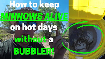 How to Keep MINNOWS ALIVE on HOT days without a BUBBLER!