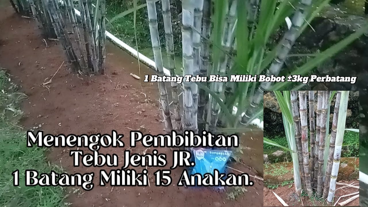 Review Tanaman Tebu Jenis JR , Satu Batang Jadi 15 Anakan Satu Batang Miliki Berat ± 3Kg #tebu