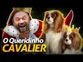 CAVALIER KING, O QUERIDINHO DOS REIS INGLESES! | RICHARD RASMUSSEN