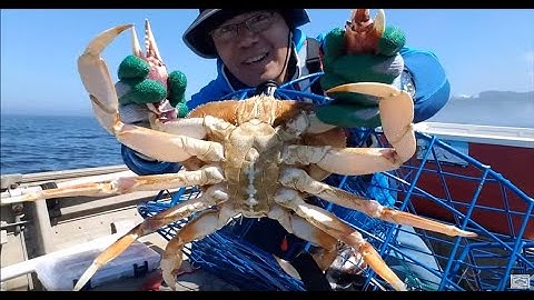 Tips to Catch More Dungeness Crabs