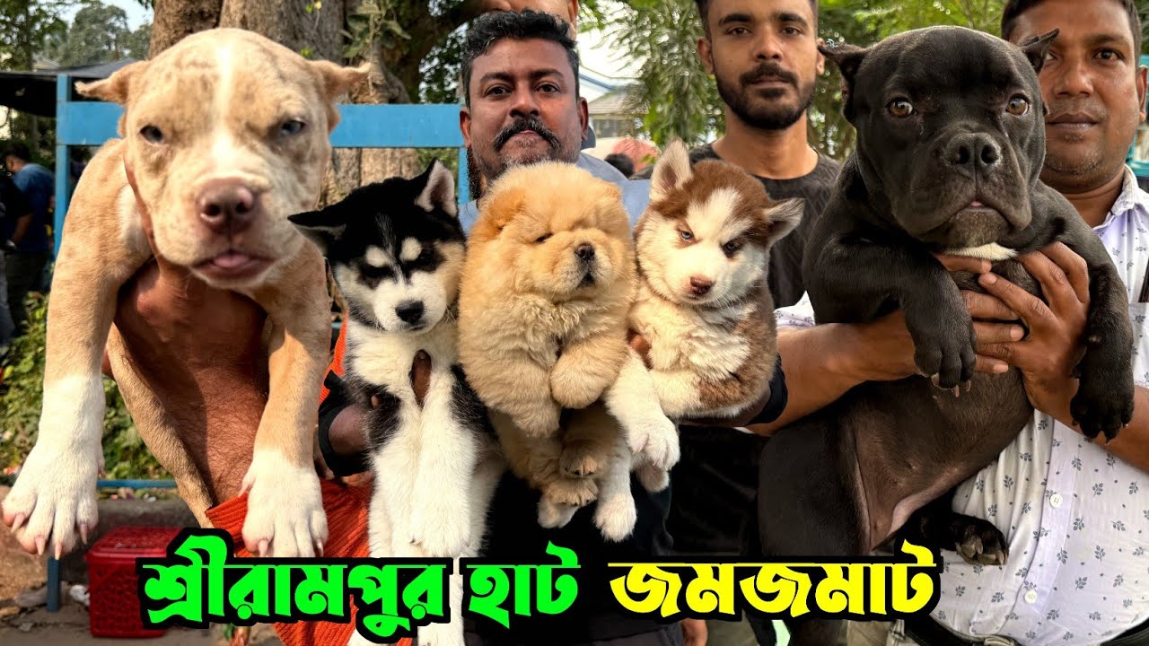 The Shocking Truth About Kolkata's Dog Market Prices. Dog Market in Kolkata Price.