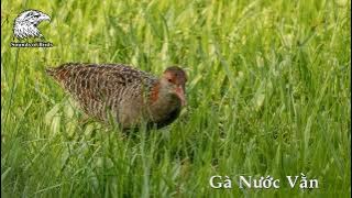 Tiếng Chim Gà Nước Vằn - SOB || Tiếng Chim Chằng Nghịch Miễn Phí || Tiếng Chim Quốc Hoa Gọi Bầy