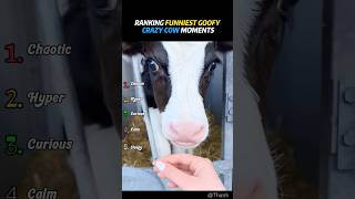 Ranking Funniest Goofy Crazy Cow Moments#Funny#Comedy