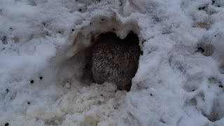 Кто Вырыл Нору?! Заяц Копает Ход К Центру Земли