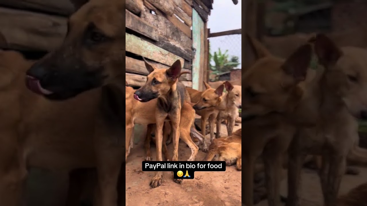 Please stay and consider donating towards dogs food, Link in bio 