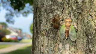 Cicada molting time lapse - male [HD]