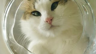 Cat Drinking Water From Glass ASMR 😍 by Daily Pets Life 375 views 1 year ago 1 minute, 2 seconds