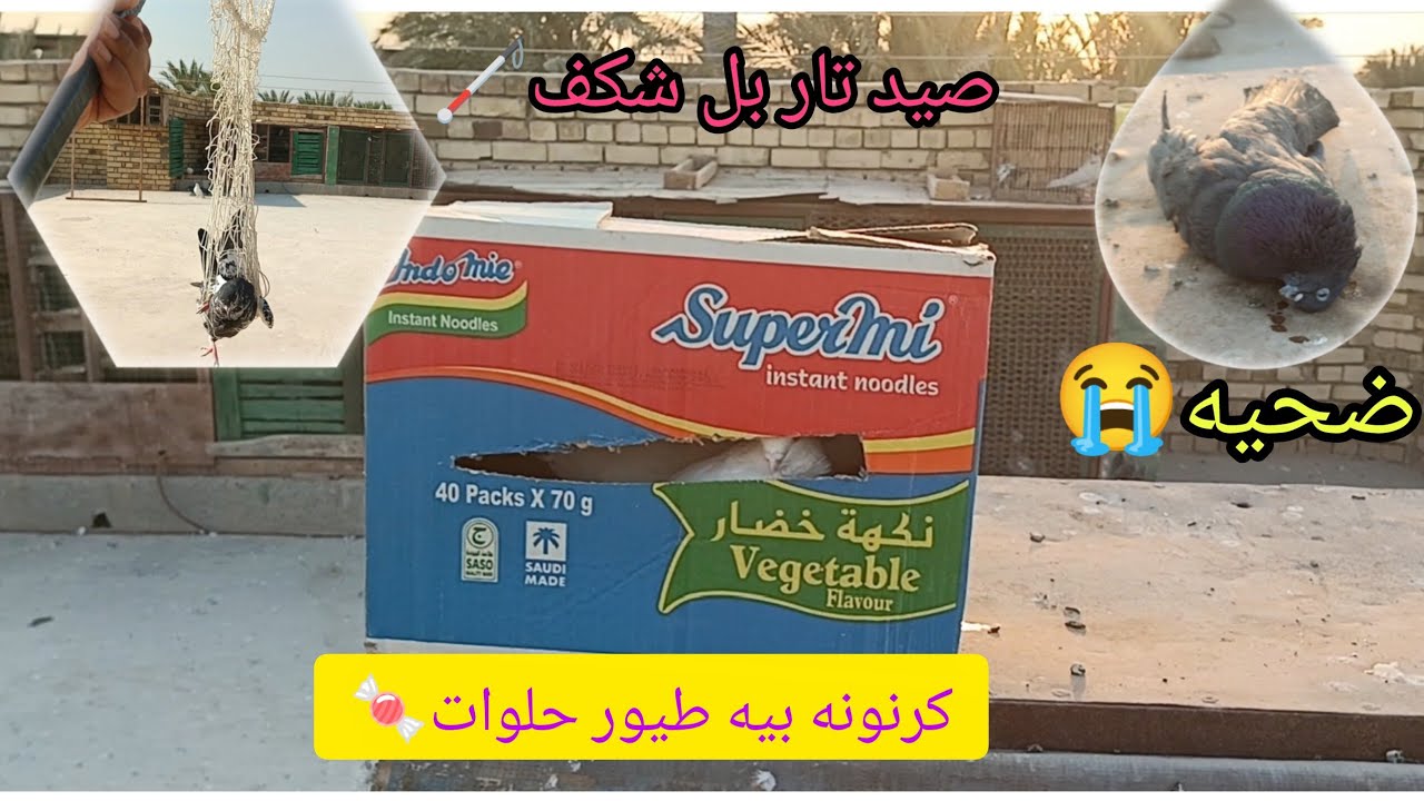 جبت طيور جديده🎁فقرت صيد اليوم.فره شامله جميع انواع طيور...١٠ نوفمبر ٢٠٢٥