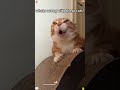 What’s wrong with these cats🥲 #funnyanimals #pets #funnycats #catlove