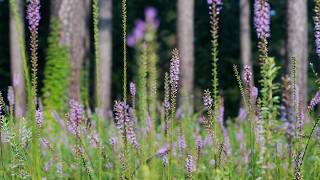 Relaxing Nature Sounds of the Alabama Blackbelt Prairie