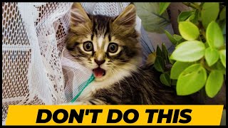 Common Mistakes Cat Owners Make (Must Watch)