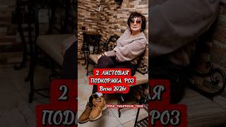 2 ЛИСТОВАЯ ПОДКОРМКА РОЗ. #иринанаумова #розыиринынаумовой #розывсаду #орозахзаоднуминуту #розы