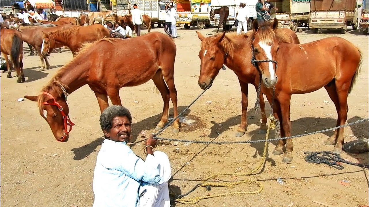 YEOLA HORSE MARKET_Video-7 GAVRAN HORSES