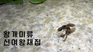 왕개미 신여왕 채집 짜집기 영상