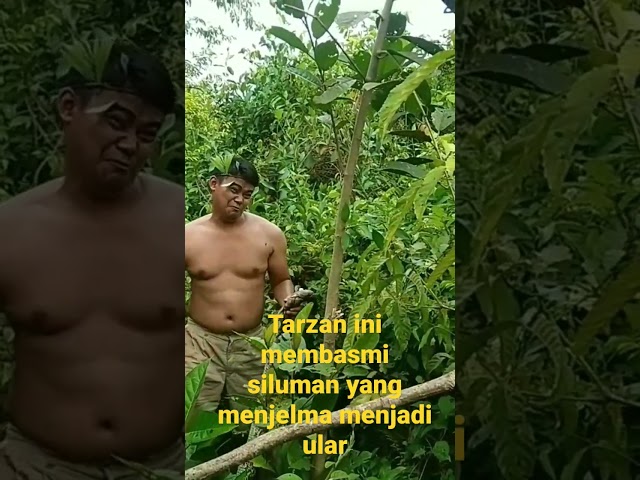 tarzan versus siluman ular class=