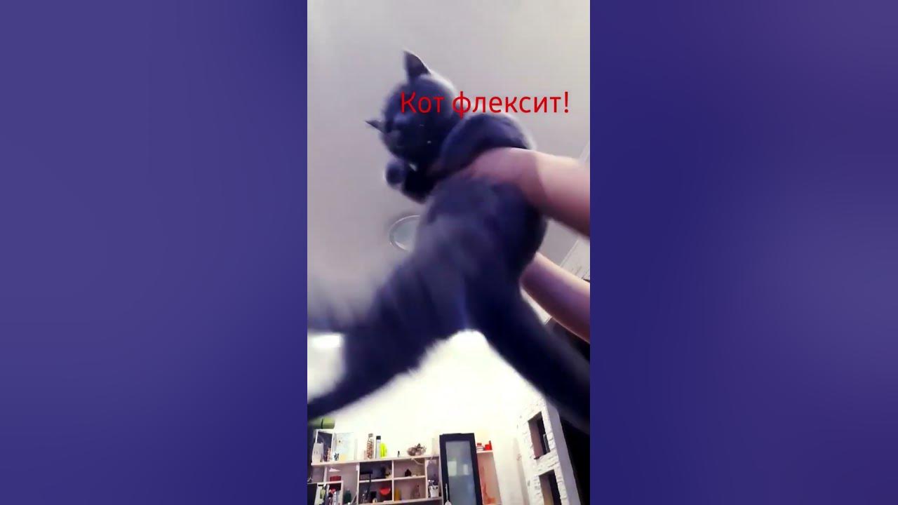 кот флексит! - YouTube