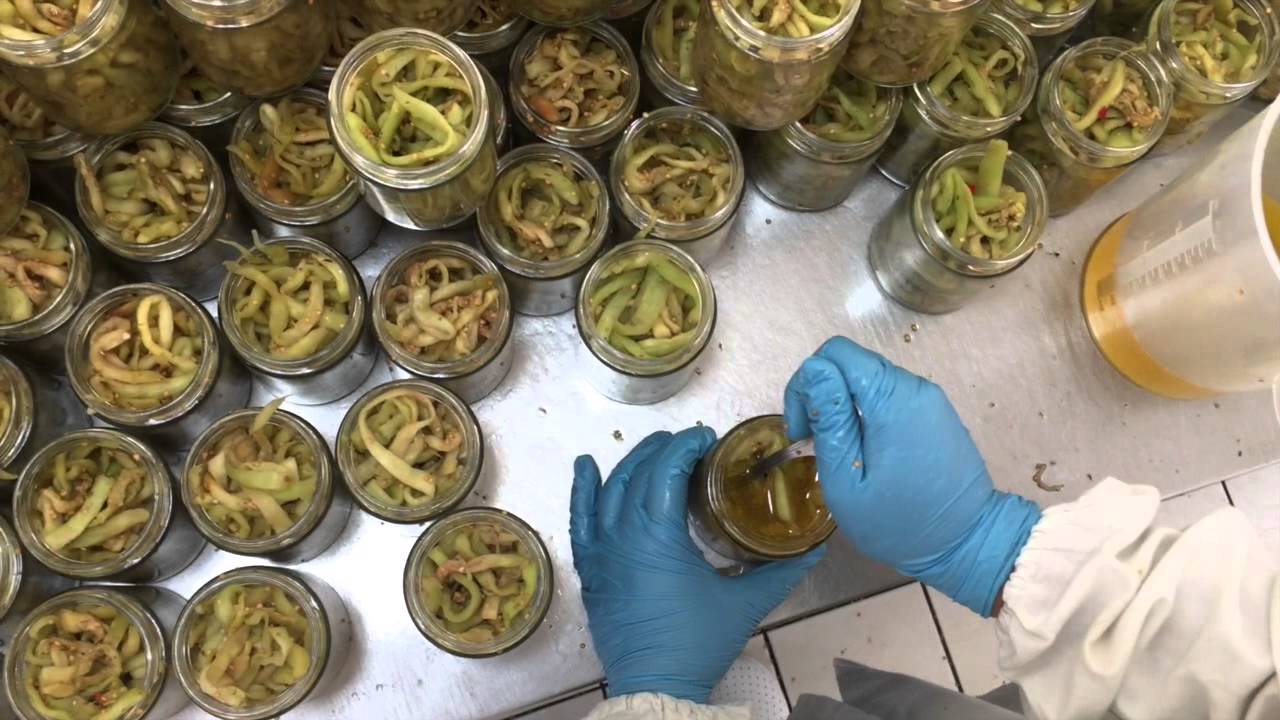 Raccolta e trasformazione melanzane bio NCO