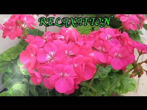Jazz music cafe relaxation