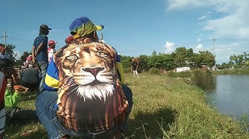 melatih merpati sprint gresik giringan A lapangan kacak pangkah gresik #merpatibalapsprint
