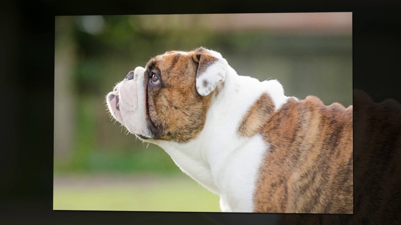 Portrait Photographer in Nottingham   Simon Tickle Photography