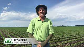 Early Summer Control Strategies for Tall Waterhemp in Soybeans