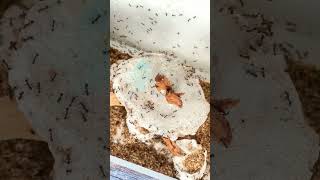 I Gave My Ants 20 Roaches