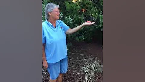 Magic of Hummingbirds with Kathleen Reeder