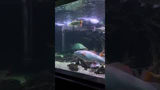 Download Lagu Apa sih ikan predator favorite kalian? #ikan #megatank #ikanchanna MP3