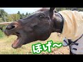 【動画集】馬ってヘンだけどかわいい