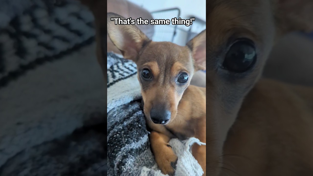 Buttercup is up for adoption 🫢❤️‍🩹 