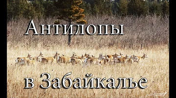 Забайкальский край. ФИЛЬМ про Дзеренов
