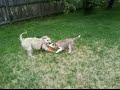 Terrier and Husky Fight Over Tasty Toy